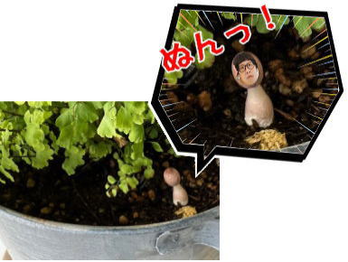 きのこ