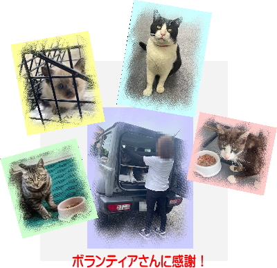 かわいいだけじゃだめですか?